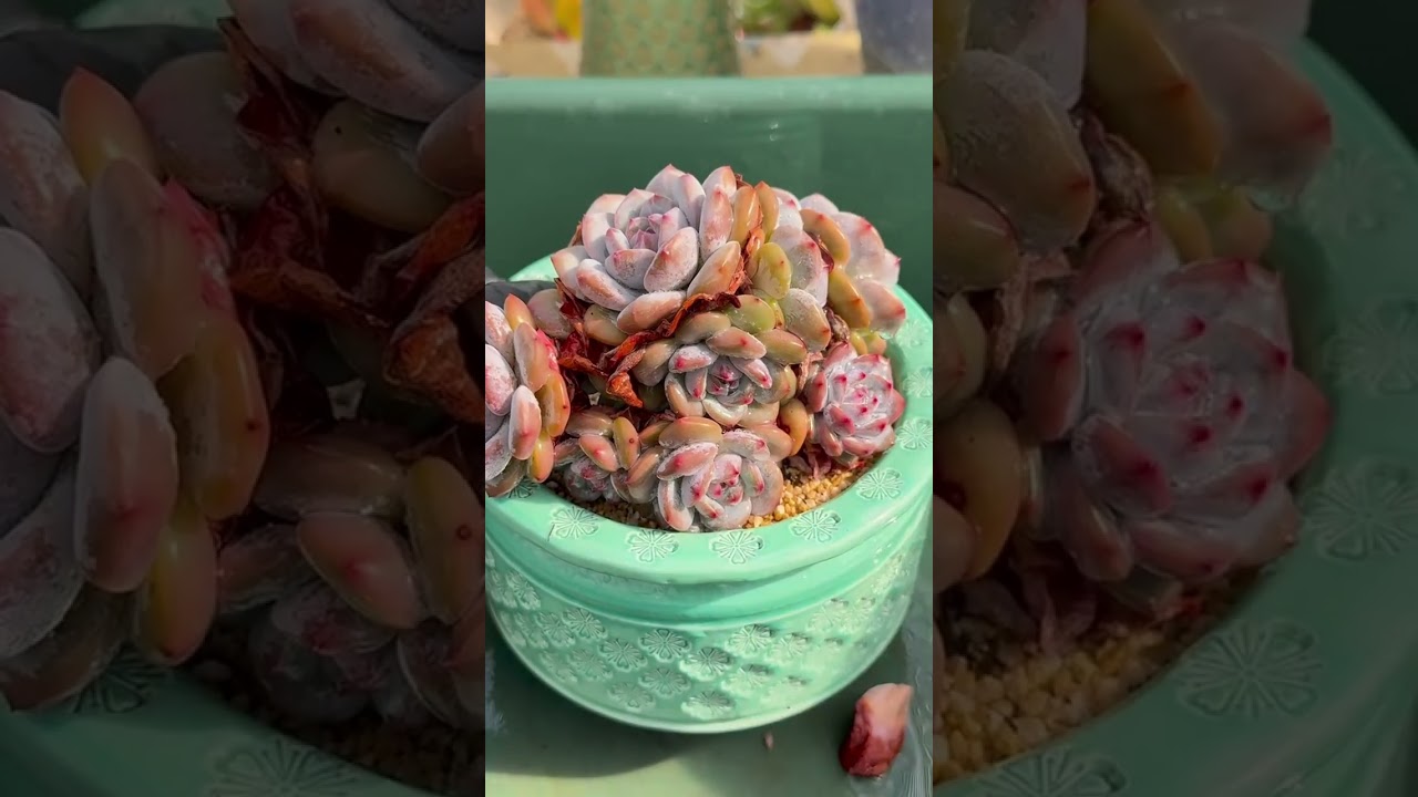 Beginner’s Guide to Thriving Succulents 🌿 No More Dying Plants