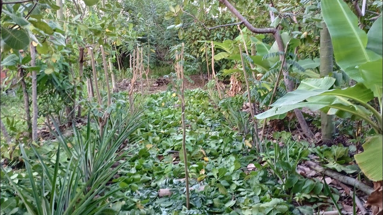 Manejo agroflorestal em pequena área