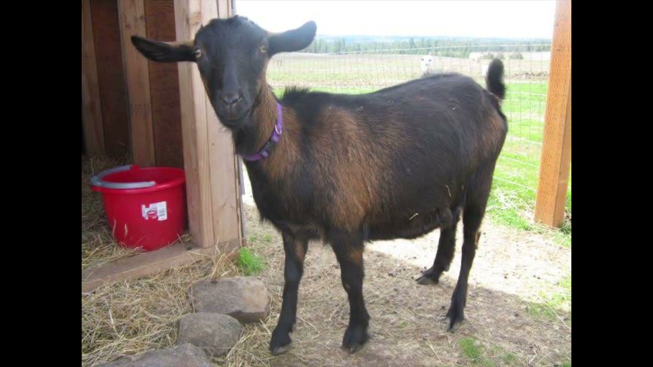 Mini Oberhasli Goat | History, Facts & Characteristics