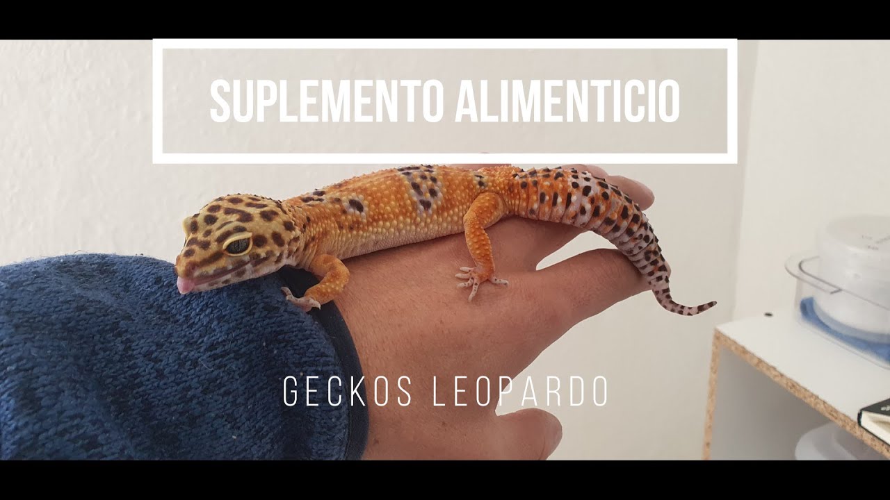 suplemento alimenticio geckos leopardo