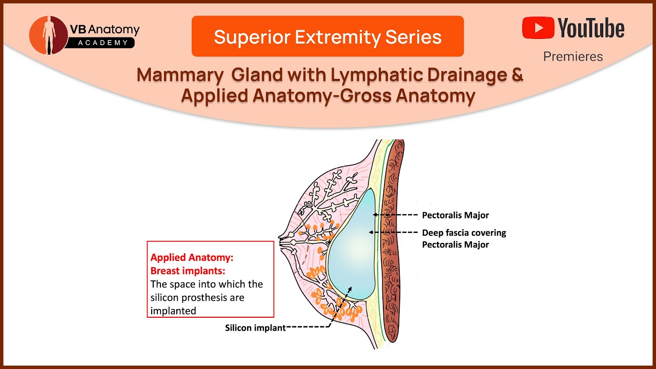 Comprehensive Guide to Mammary Gland: Gross Anatomy & Clinical Applications