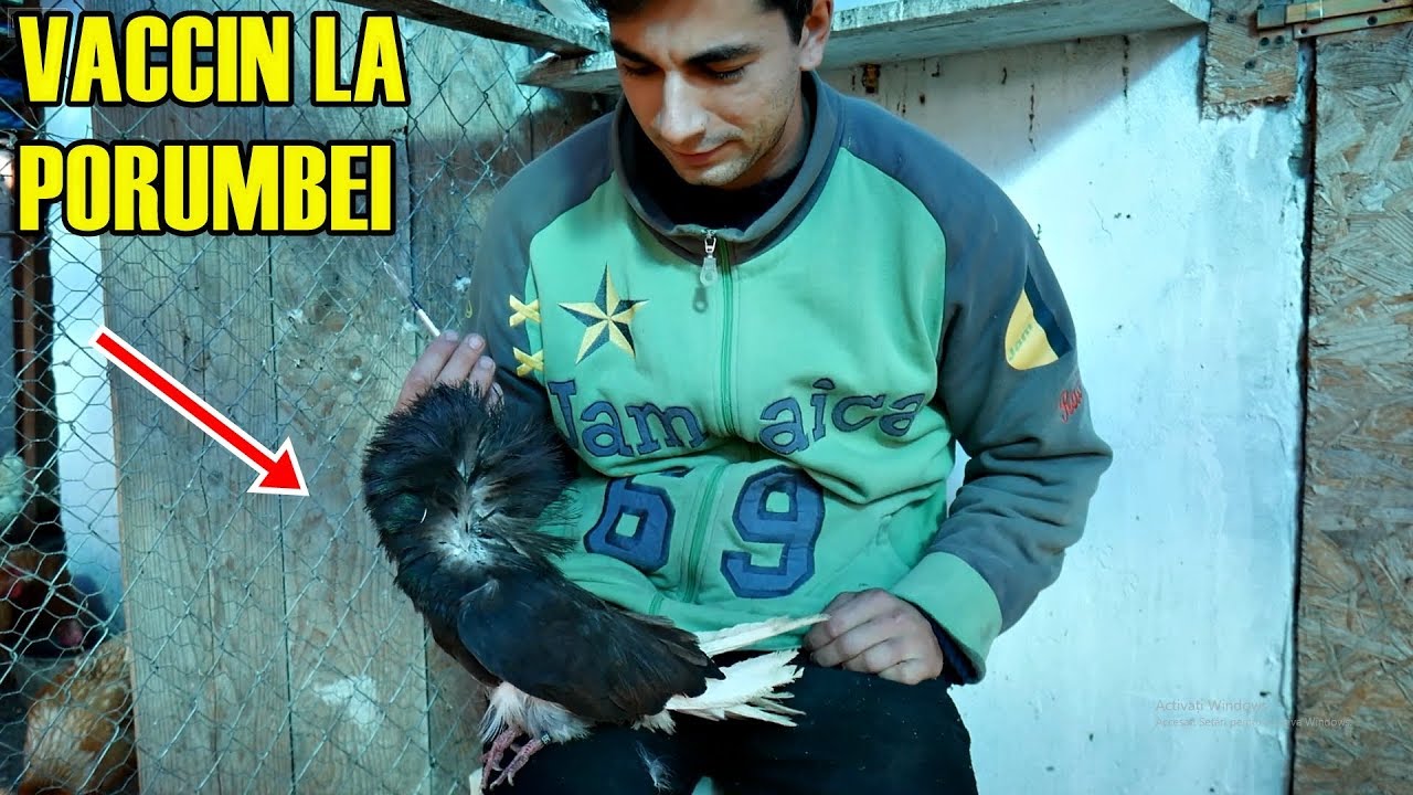 LE-AM FĂCUT PERSONAL VACCINUL LA PORUMBEI !