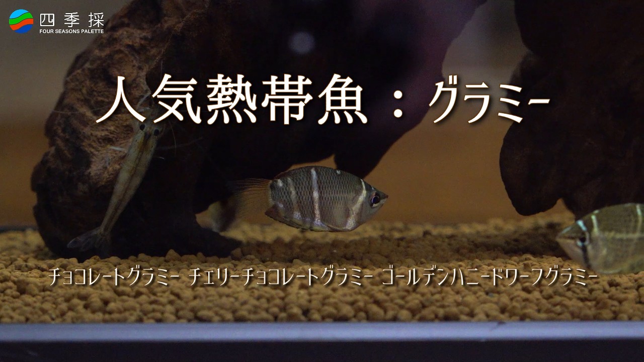 人気の熱帯魚グラミー3種類：チョコレートグラミー・チェリーチョコレートグラミー・ゴールデンハニードワーフグラミー｜水槽で観賞しよう人気熱帯魚のグラミー