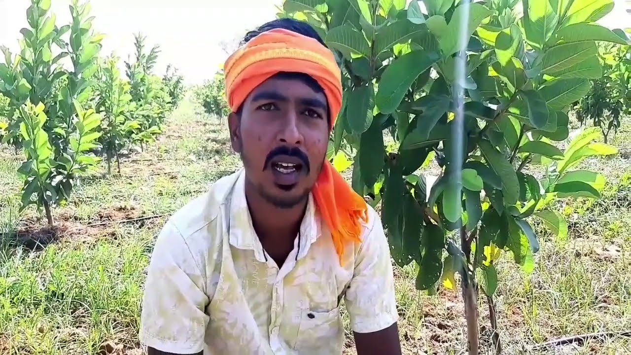 ಅಲ್ಲಹಾಬಾದ್ ಸಪೆಧ UP Allahabad Safeda ಪೇರಲ ಹಣ್ಣು(Guava)Plantation at Bellary, cal. 9019162251