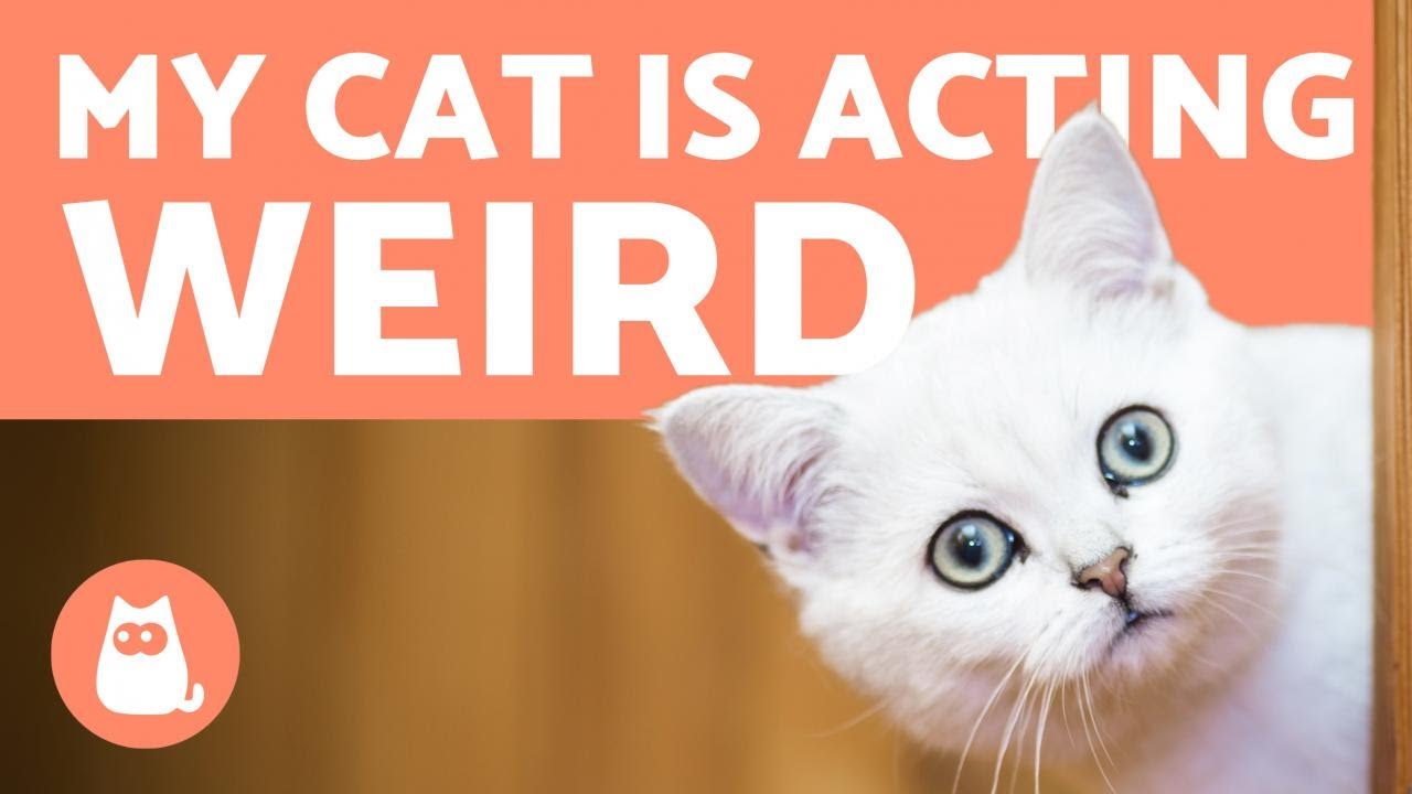 Why is my CAT Acting WEIRD? 🐱 Causes and What to Do