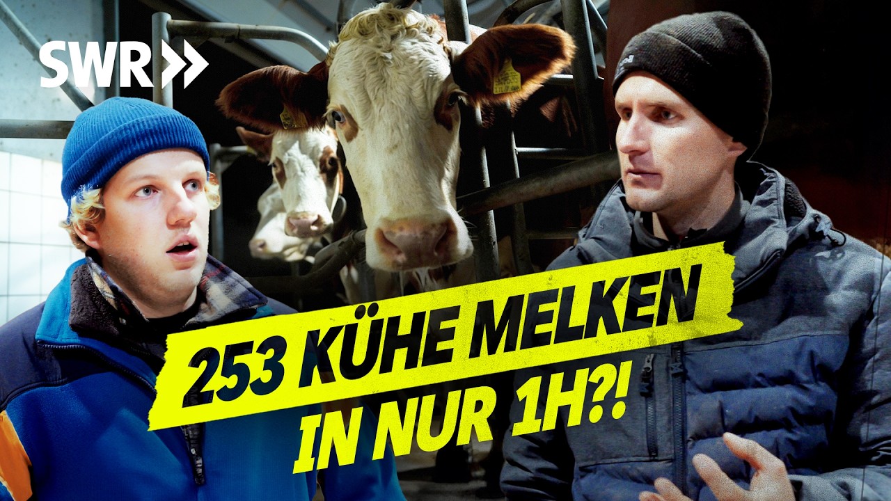 Monatliche Milchkontrolle verkackt?! Fehler auf dem Hof der Schwenks! I SWR Legends of Ländle