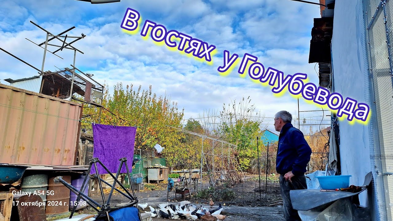 В гостях у Голубевода Валеры Талдыкорган. Декаративные породы голубей. #Голуби #голубеводы
