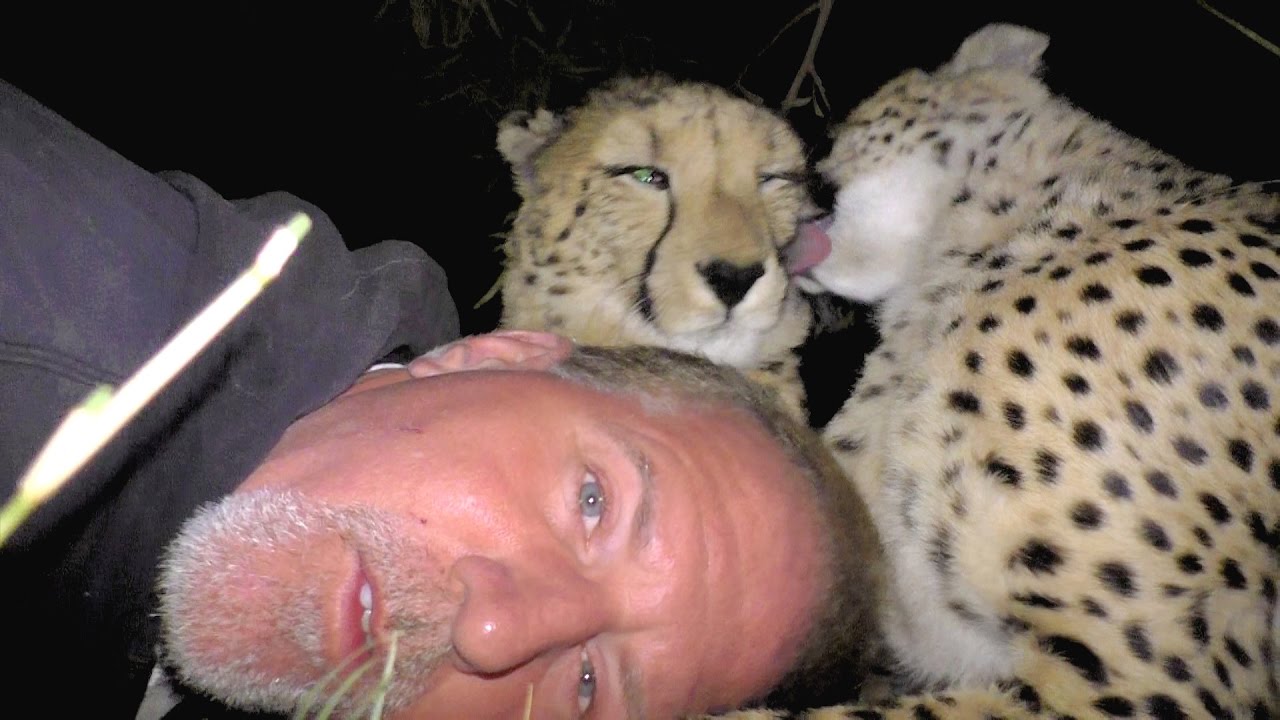 Camping Inside A Cheetah Enclosure | Big Cats Snuggle Cuddle Purr Groom And Sleep With Friend