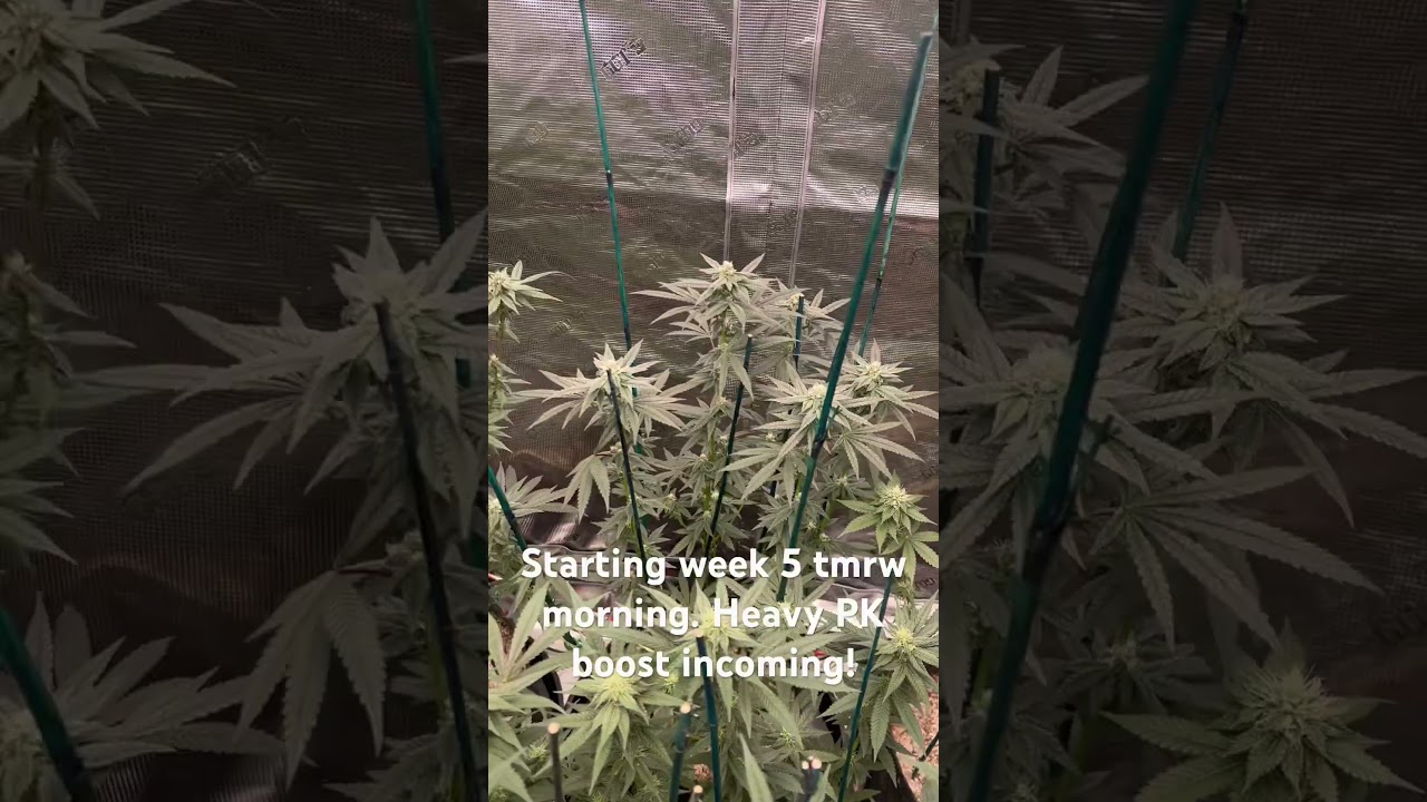 Starting 4th week of flower. Going to hit them hard with Atami Bloombastic & Canna Boost tomorrow!