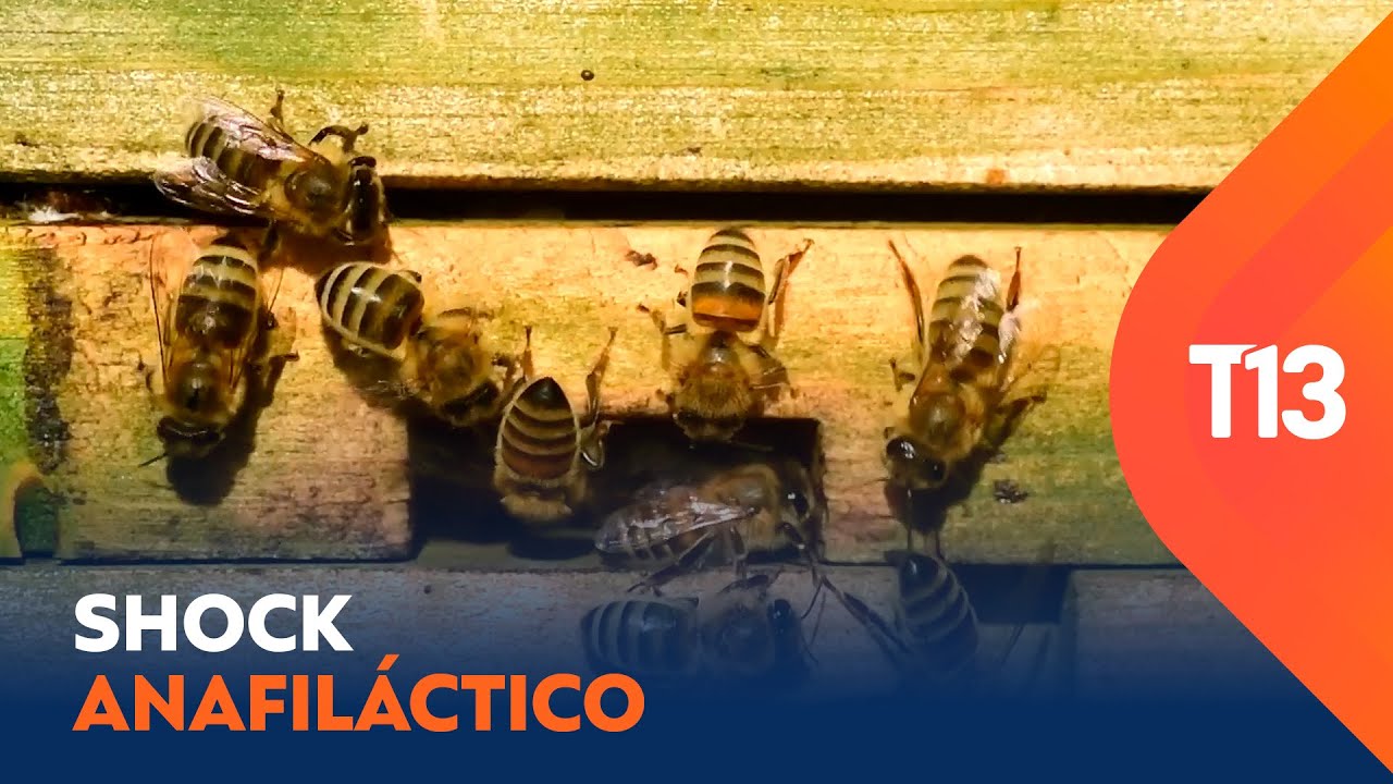 ¿Qué hacer ante una picadura de abeja? Reconoce los síntomas de una reacción alérgica grave