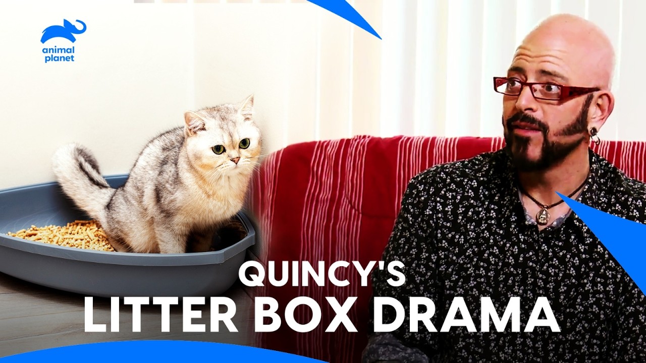 Owner Facing Cat Behavior Issues: Poop Outside Litter Box & Bites | My Cat From Hell | Animal Planet