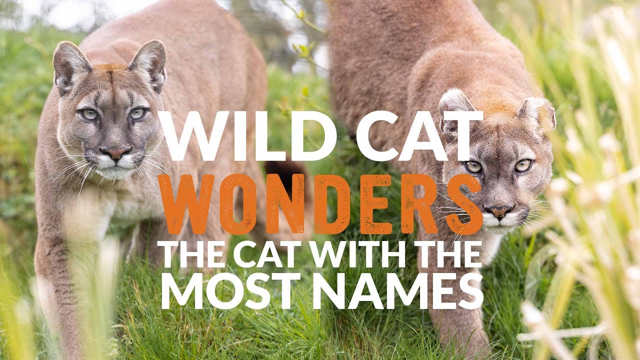 The cat with the MOST NAMES | Wild Cat Wonders | Episode 4
