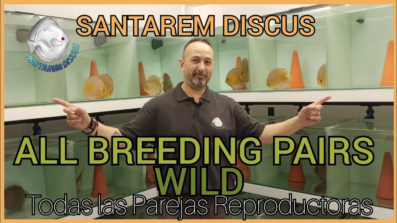 ALL WILD DISCUS BREEDING PAIRS | Santarem Discus