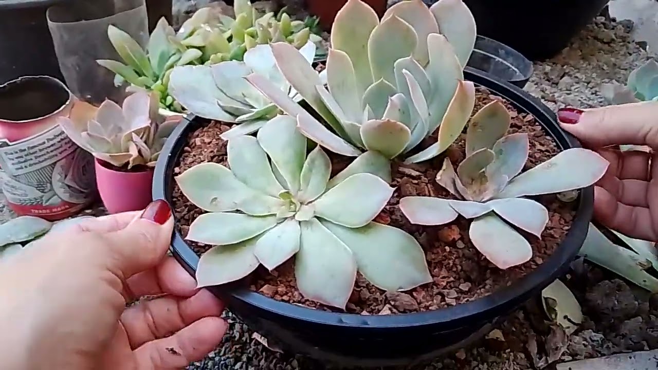 Morning light 🥰💕#suculentas #arranjofloral #plantas #fyp #foryou #jardim #replante 