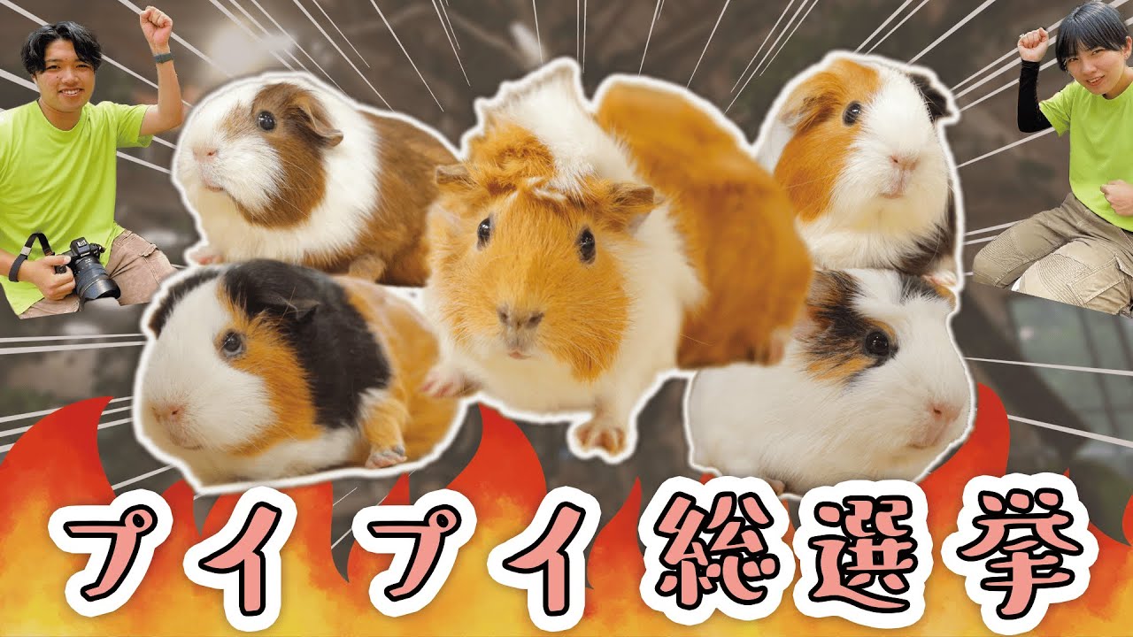 【人気投票】25頭の熱き闘い！モルモット総選挙を開催します！