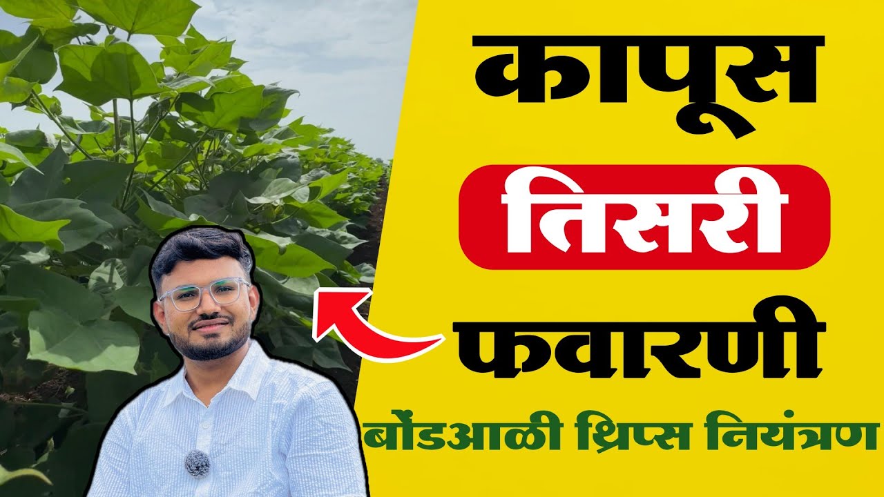 कापूस तिसरी फवारणी | kapus tisri favarni | कापूस थ्रिप्स नियंत्रण 🔥🔥 #कापूस 