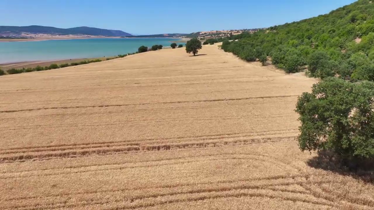 🌾 Biçer Döver Tarlada | Doğa Orman Manzarası ve Buğday Hasadı | Drone Görüntüleri 2025   4K