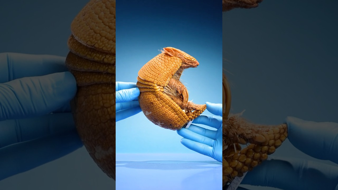 What's Inside an Armadillo Shell?