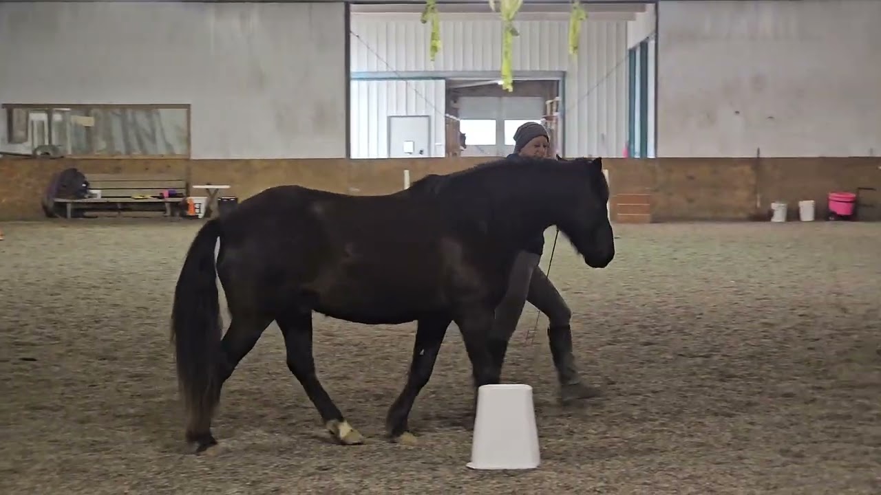 ELO Liberty Dressage Secondary Level Pattern 1 (at distance) 
