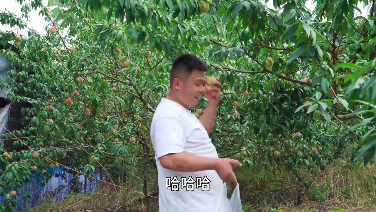 师兄刚开始卖桃子，就悄悄的给科妹送桃子，不料被摄影师逮个正着 #桃子熟了