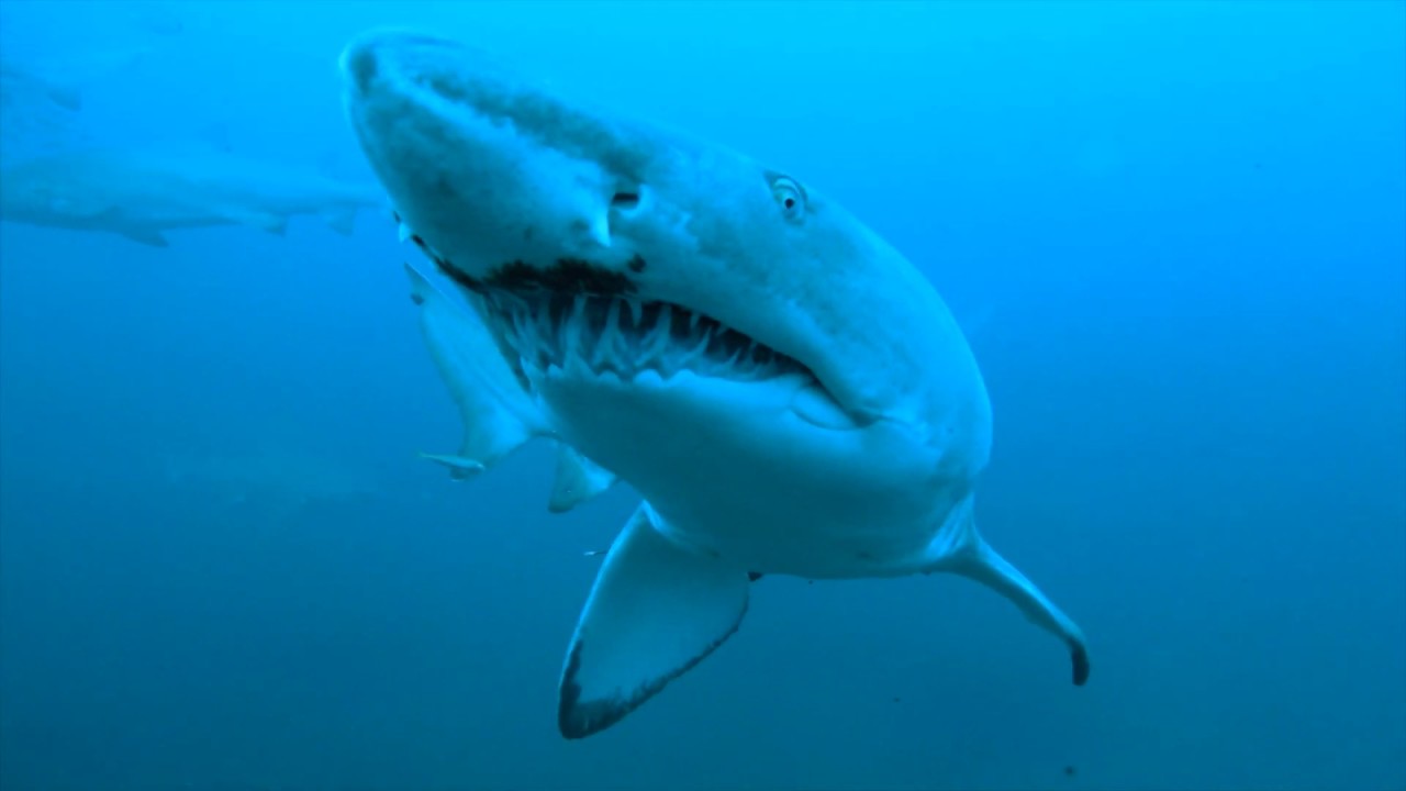 Shark & Wreck Diving - Beaufort, North Carolina