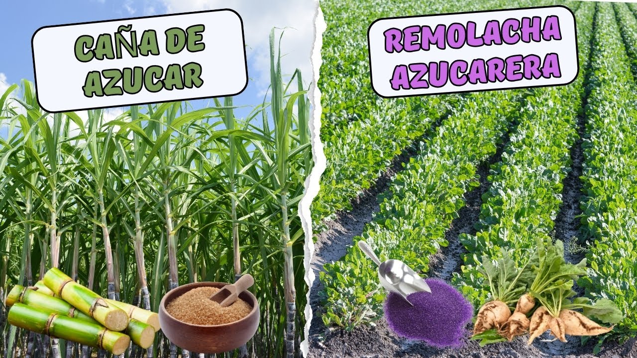 Cultivo de caña de azúcar V.S Cultivo de remolacha azucarera.