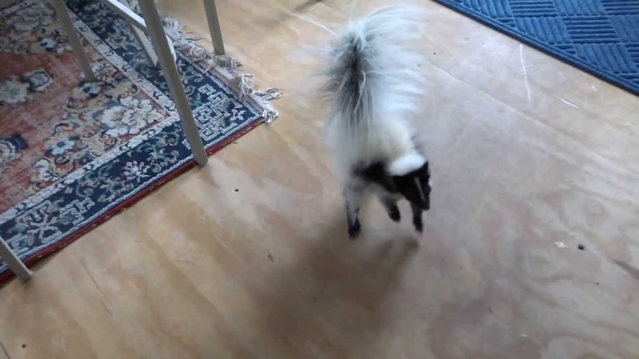 Playful Abby