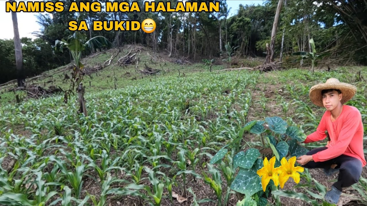 BINISITA NATIN LAHAT NA TANIM NATING MGA HALAMAN SA LAHAT NG AREA #2 #3 #5 #6