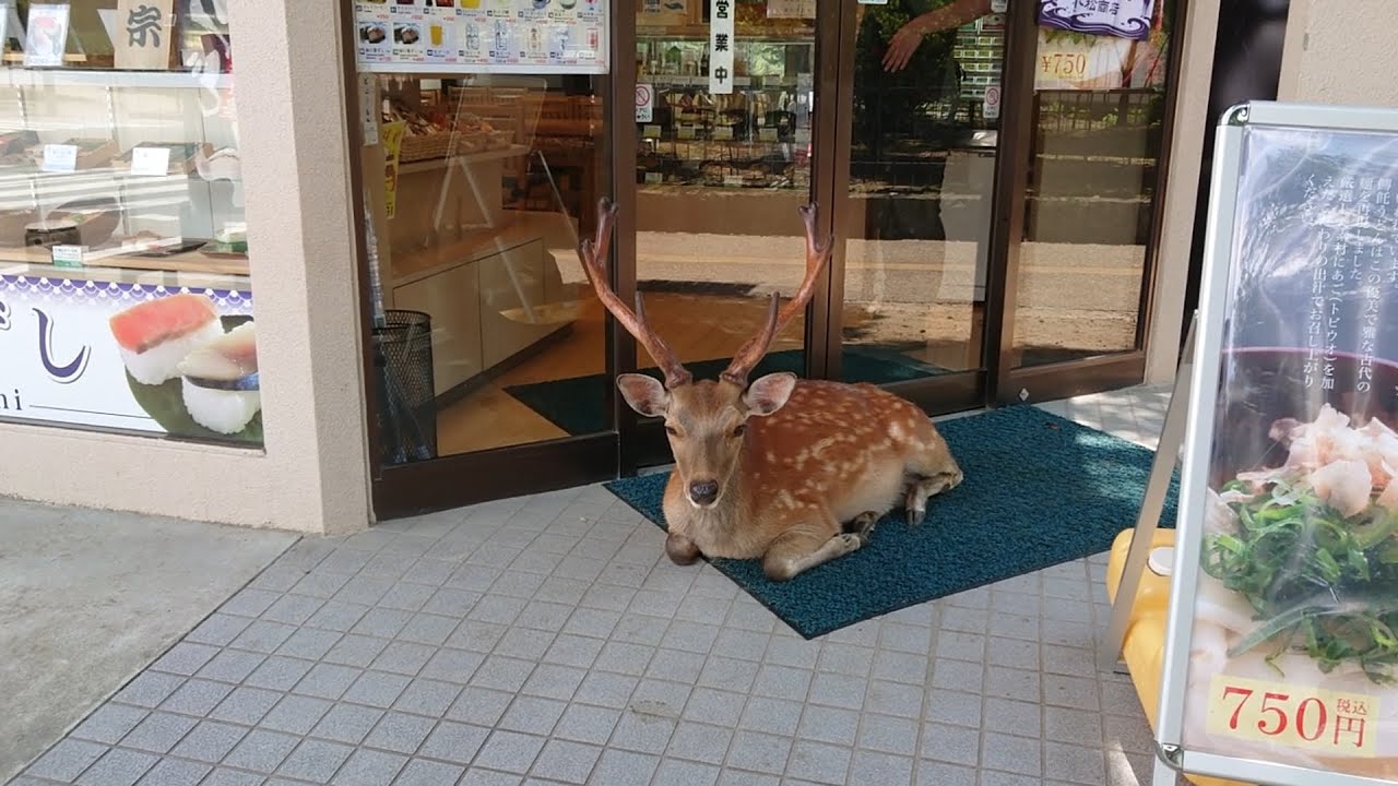 晴れた6月の奈良公園と鹿さん