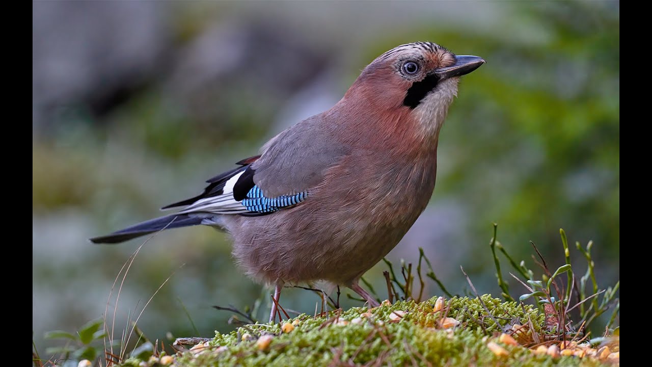 Eurasian Jay | Garrulus glandarius | 4K