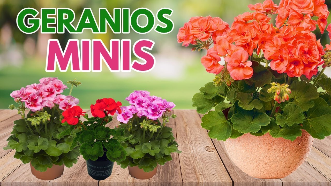 geranios miniatura CHUYITO JARDINERO