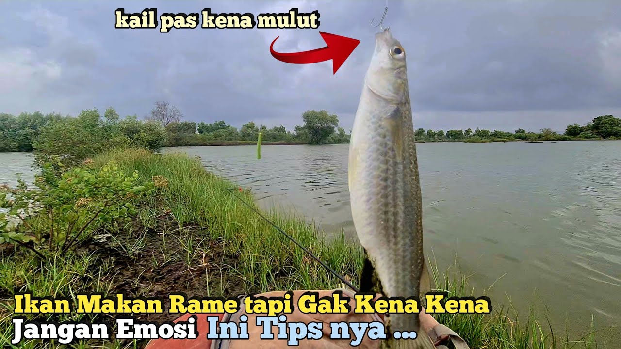 JANGAN SAMPAI BABAK BELUR !! Saat Ikan Belanak Makan Rame Tapi Gak Kena Kena !! INI TRIK NYA