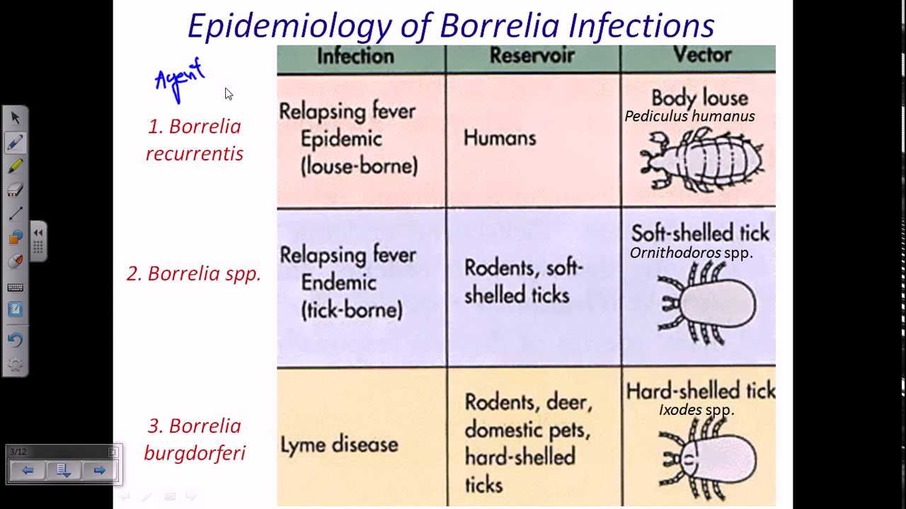 Borrelia sp