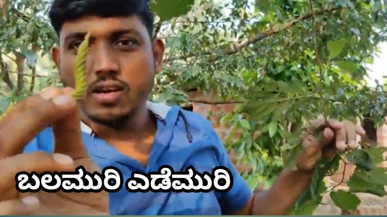 ಮನೆಸುತ್ತ ವಿಶೇಷ ಗಿಡಗಳು￨Pandan Plant￨ಹಿಪ್ಪಲಿ￨ScrewTreee￨Balamuri Edemuri￨ಬಲಮುರಿ ಎಡಮುರಿ￨Thippali