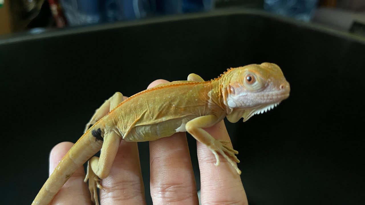 Unboxing iguana lagi. Calon juara nih. Red Hypo iguana baby merahnya spesial.