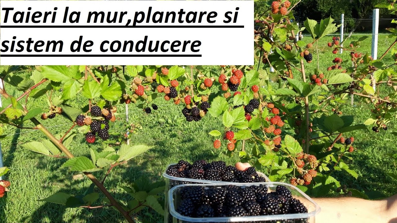 Tăieri la mur thornfree. Plantare, sistem de conducere.