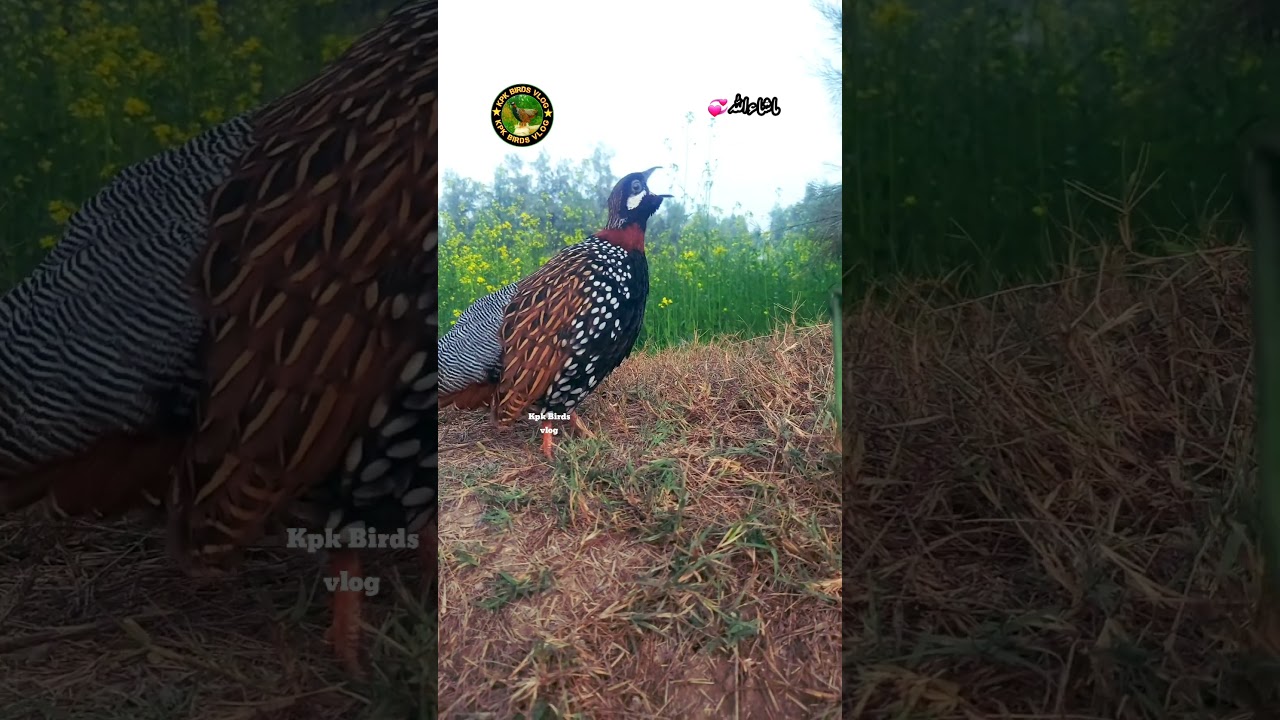 No Cage, Just Nature | Kala Teetar 