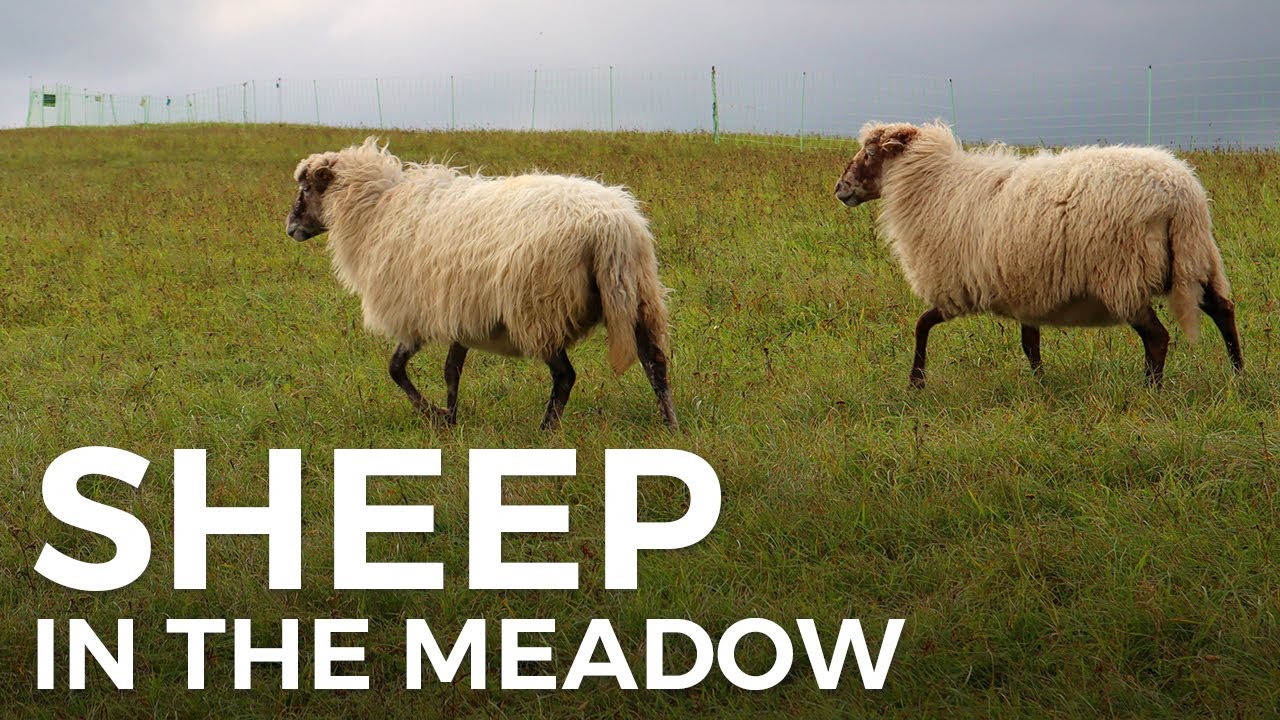 Sheep in the meadow