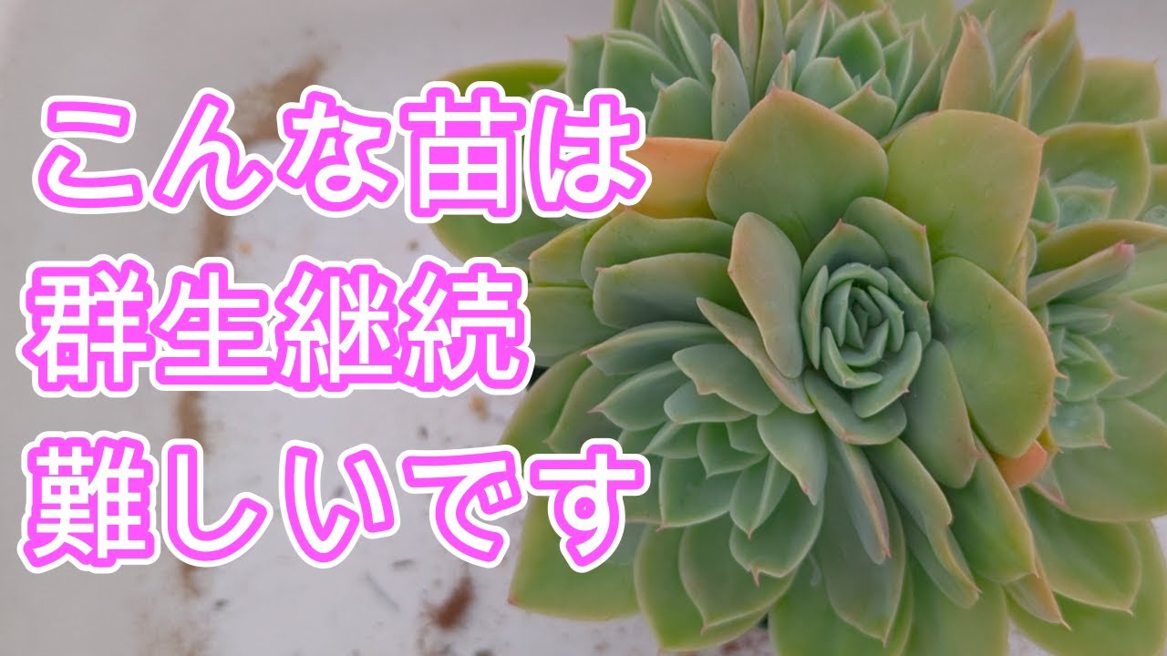 【多肉植物】【群生株】群生株がこうなったときは要注意です！