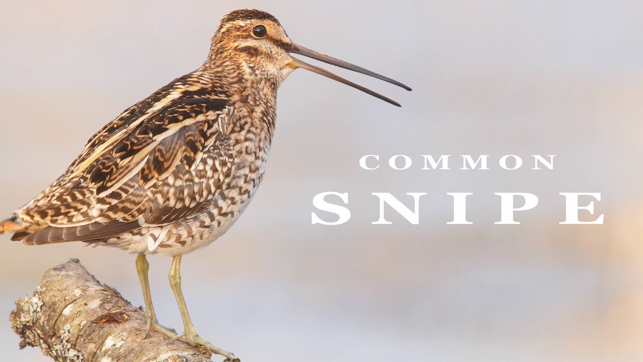 Bird sounds - Common Snipe call