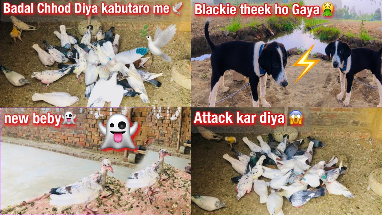 Blackie theek ho gaya 🥰🤮??new beby 👻🐶🕊️