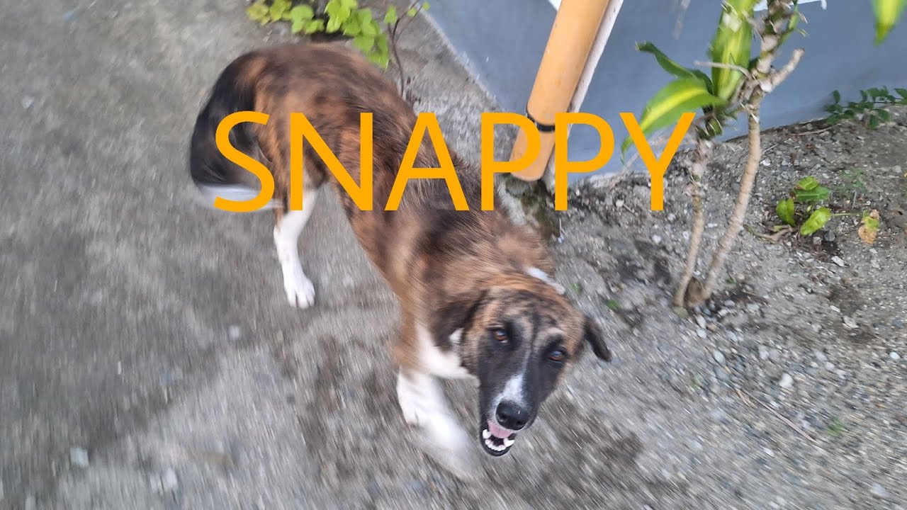 ALPHA 