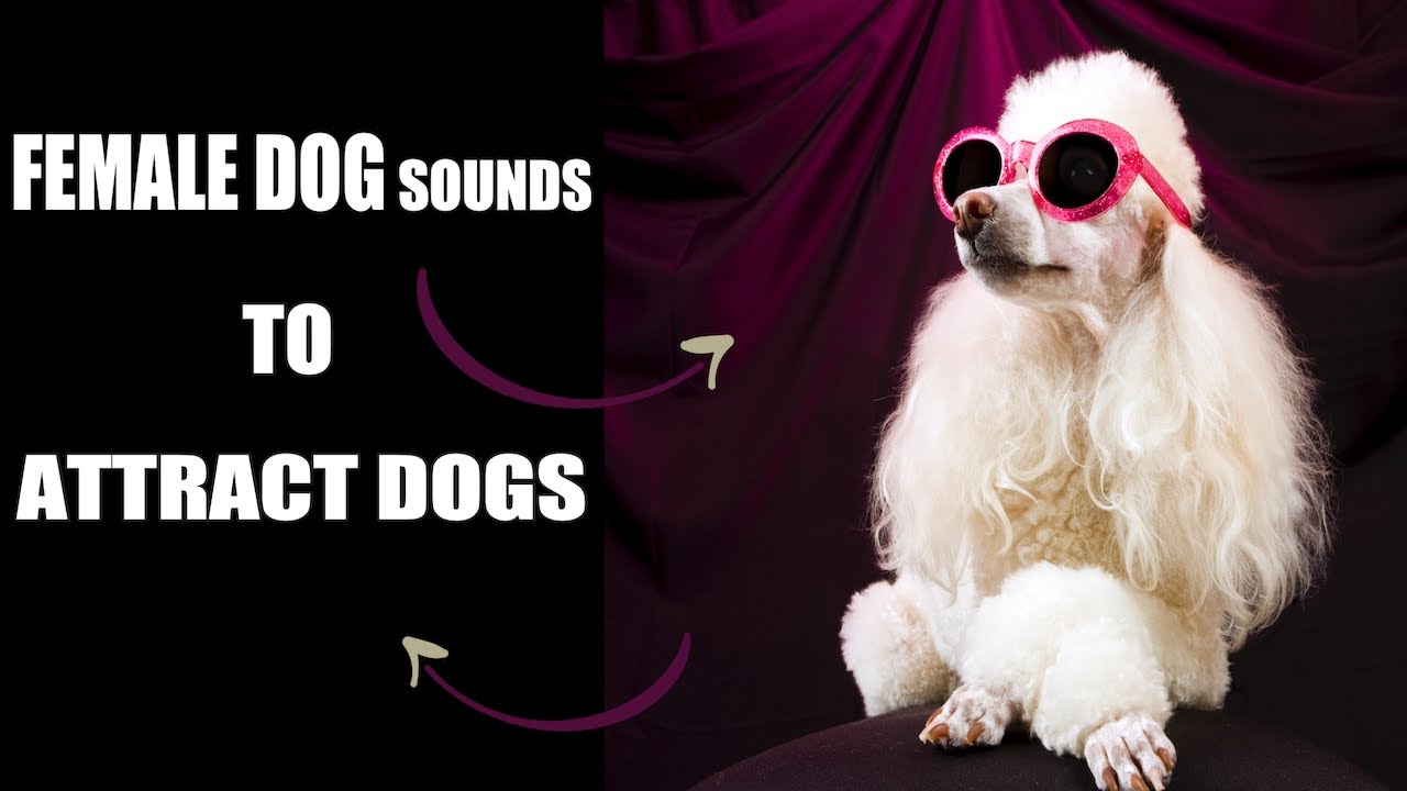 Female Dog Sounds To Attract Dogs