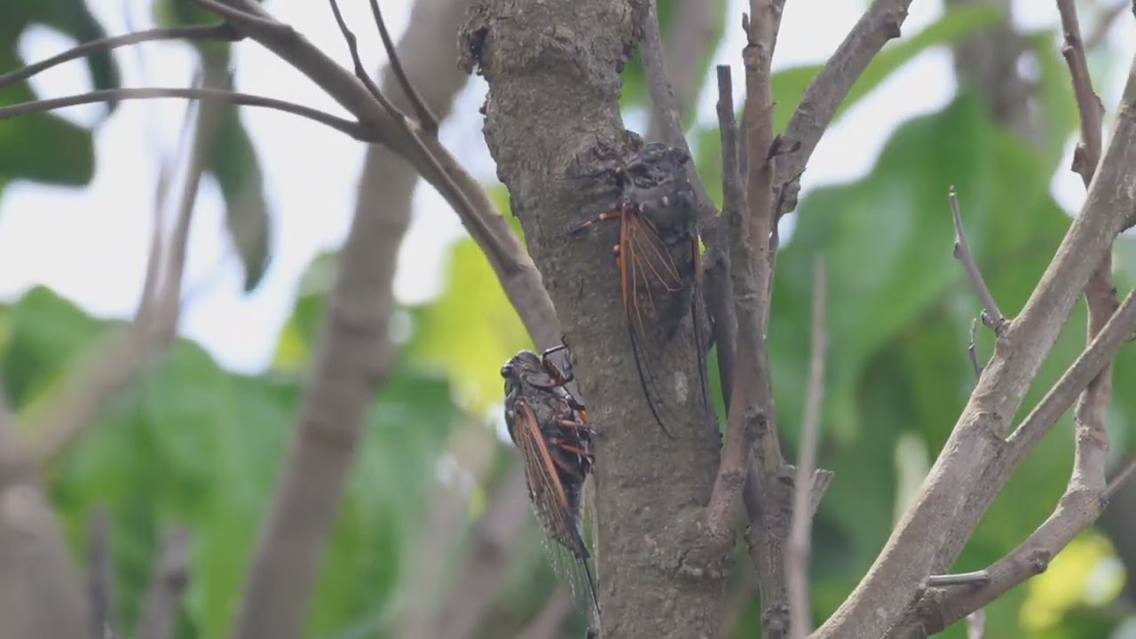 紅脈熊蟬 鳴叫聲（Cryptotympana atrata Fabricius, 1775）2025/5/23 拍攝