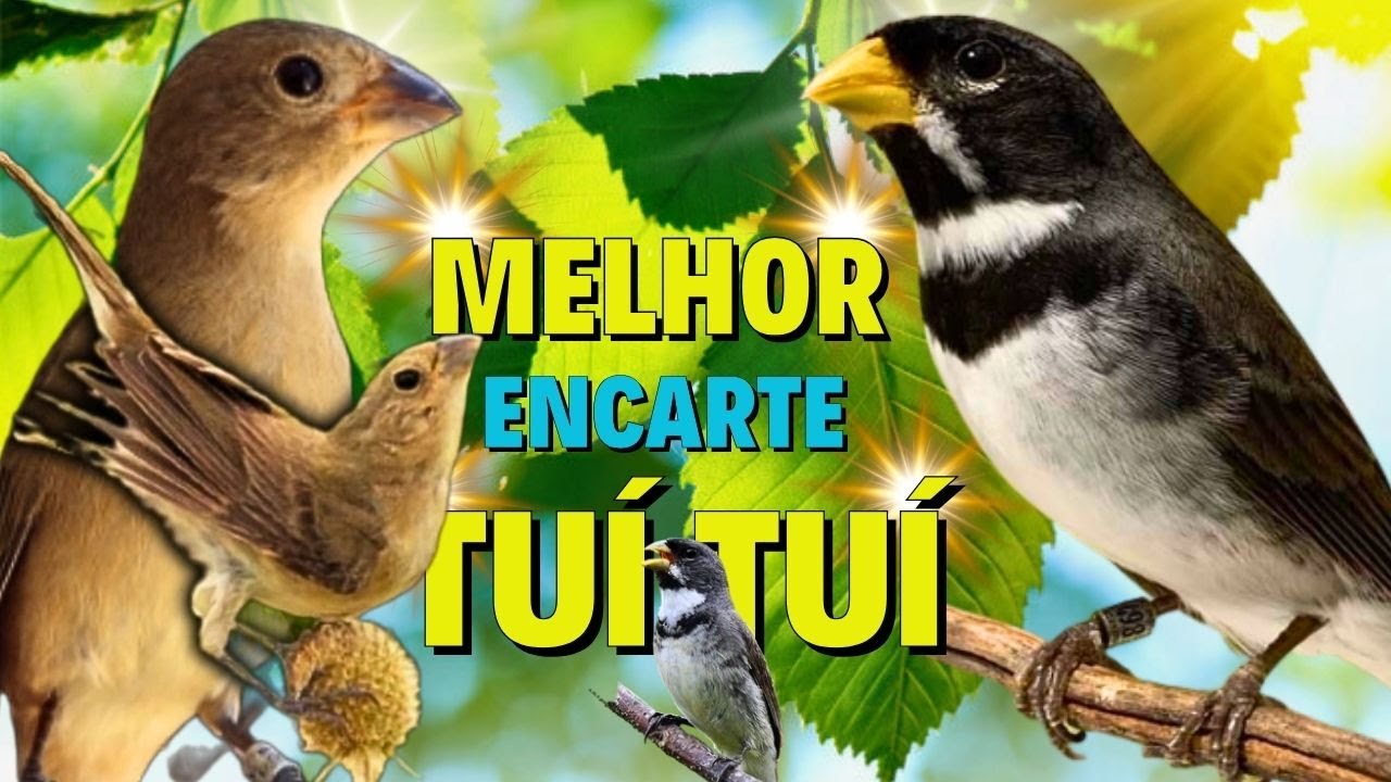🔴MELHOR CANTO DE COLEIRO TUI TUI PARA ENCARTE 🔴🔴COM SOM DE FÊMEA LOUCO CHAMANDO🔴TURBINE SEU PARDO🔴