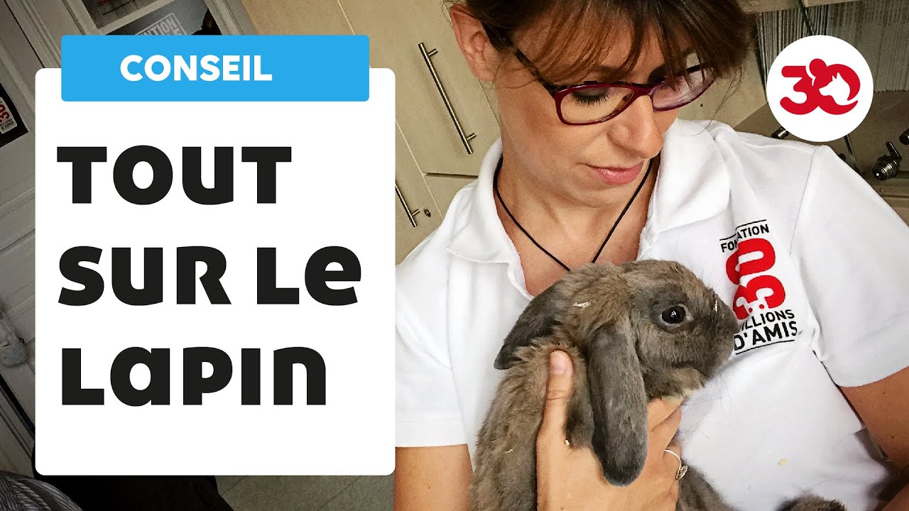 Tout savoir sur le lapin