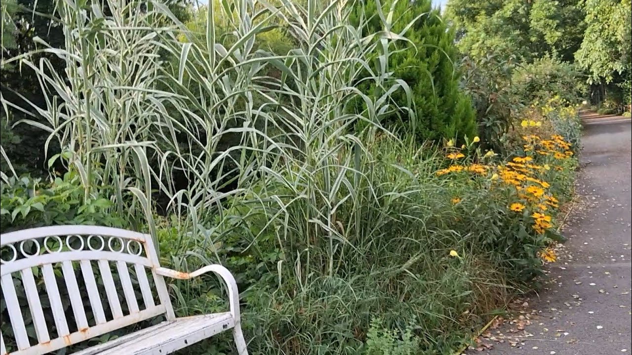 (🤫) 👀👂👂! (Part 1) Beautiful walk - early morning (Alsace - France)