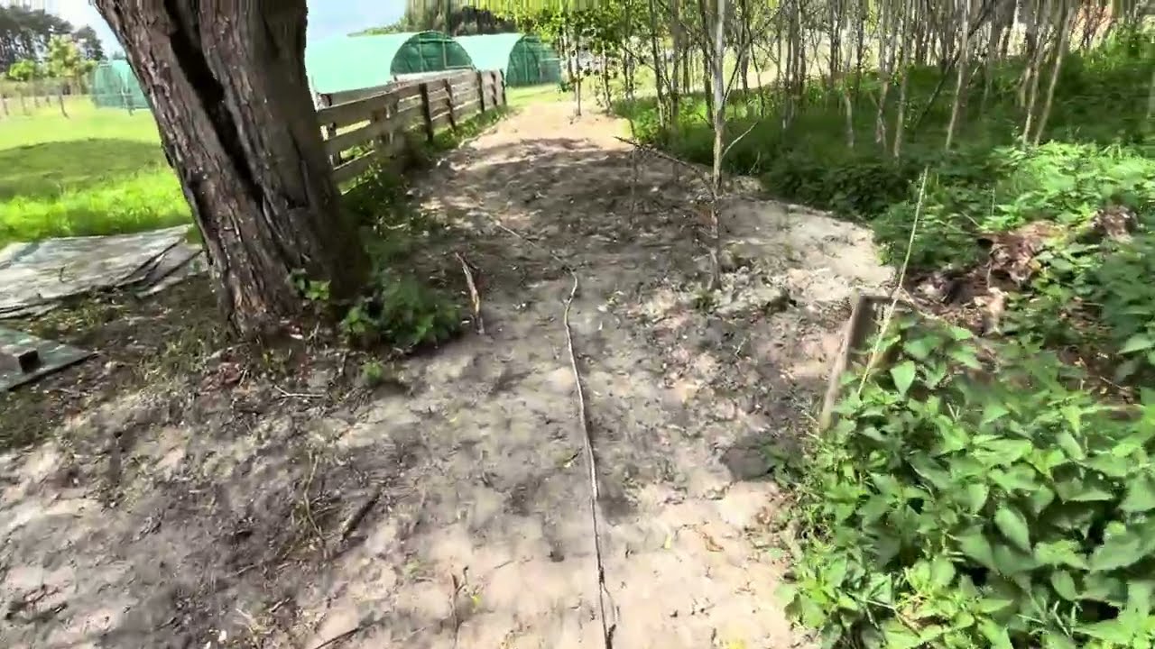 Naturalna kolonia królików – pierwszy etap