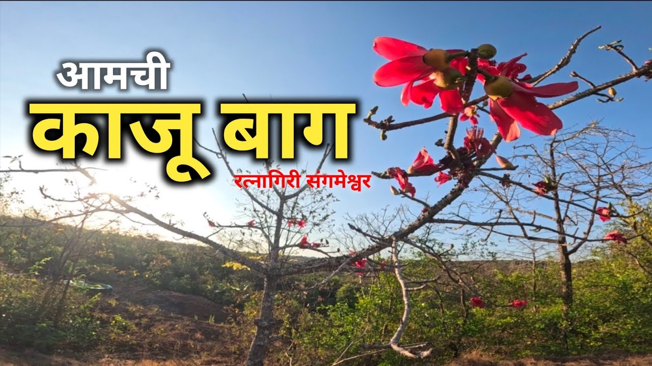 कोकणातील आमची काजू बाग 🌴 | डिंगणी,संगमेश्वर | गावातील रम्य संध्याकाळ 🌅