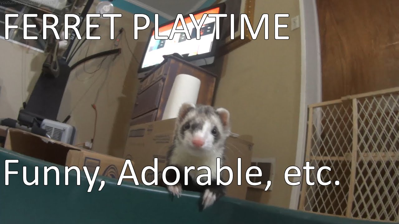 Ferret Playtime! Ping Pong ball pit, Tunnel, Cute, Adorable and funny moments